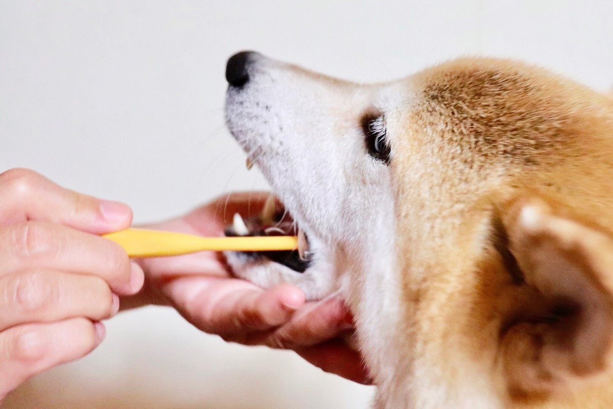 【獣医師執筆】愛犬の口臭が気になる…⁉隠れている疾患や原因とは