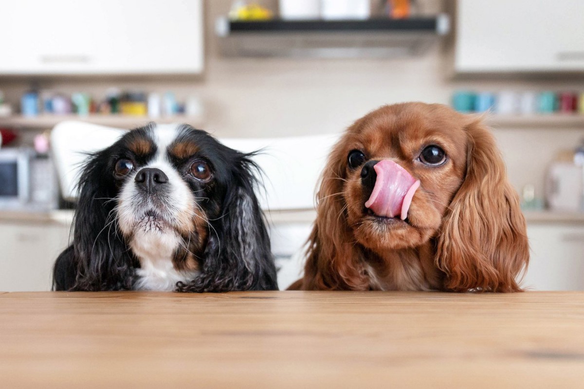 犬に与えるべきではない『消化に悪い食べ物』5選