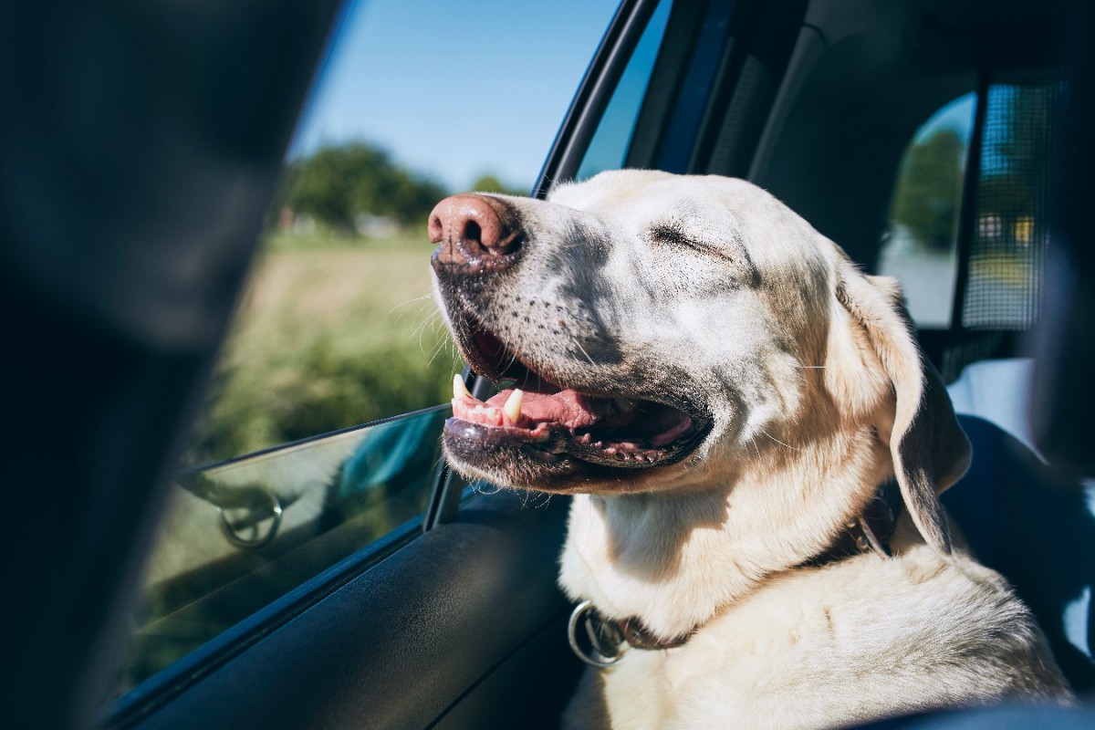 犬が『車酔い』をしている時の症状5選！よくあるサインから対処法まで解説