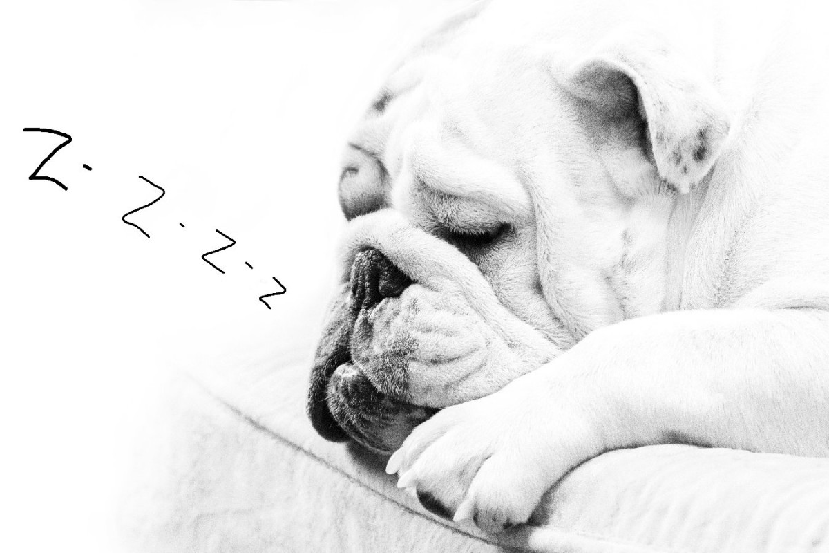 犬の危険な『いびき』とは？3つの特徴と今すぐにすべき対処法