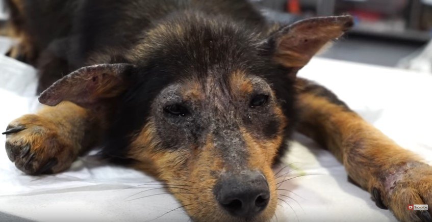 生きる事を諦めていたボロボロの放浪犬…救助されて見違える表情に！