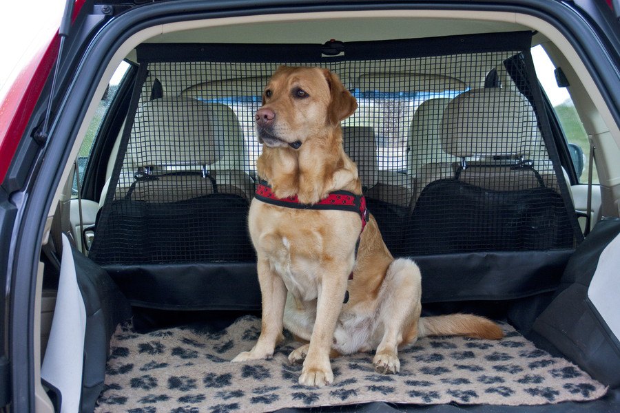 犬が車の中で落ち着かない理由と対処法