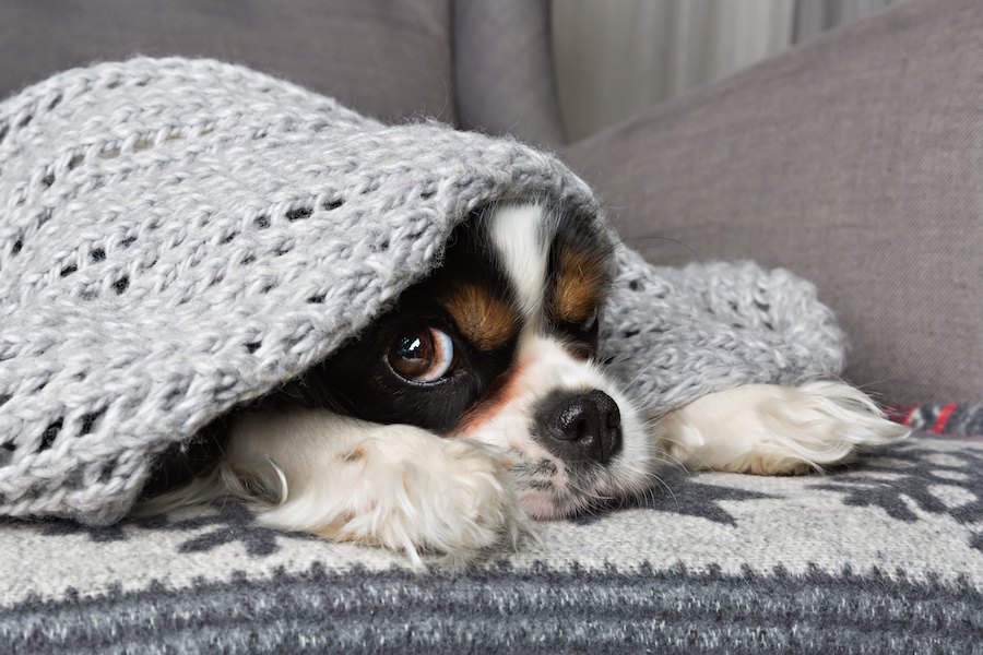 犬の下痢は冬になると増えるって本当？