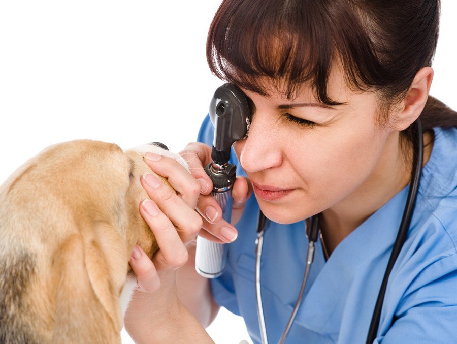 犬の目が充血して赤い時に考えられる病気とは？その原因と対処法