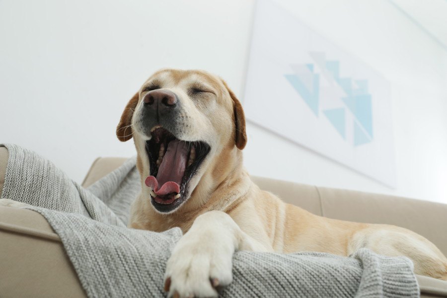 犬が『あくび』をする心理５つ！気持ちを落ち着かせるための重要な行動