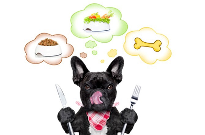 犬の肝臓に良い食べ物は？悪い食べ物についてもご紹介！