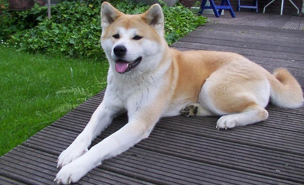 日本犬の里にいる6種類の犬種についてご紹介！その気になる特徴とは