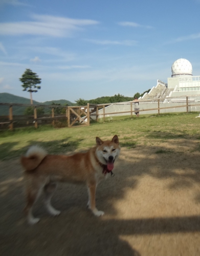 富士山が見える「道の駅富士吉田のドッグラン」で愛犬とリフレッシュ！