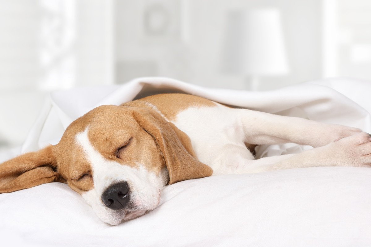 犬の『睡眠中』に飼い主がしてはいけないNG行為３つ！無理やり起こすのは様々なリスクがある