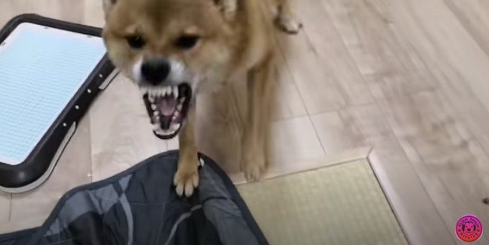 『超凶暴化』した柴犬が、施設に来ただけで最高の笑顔に！？
