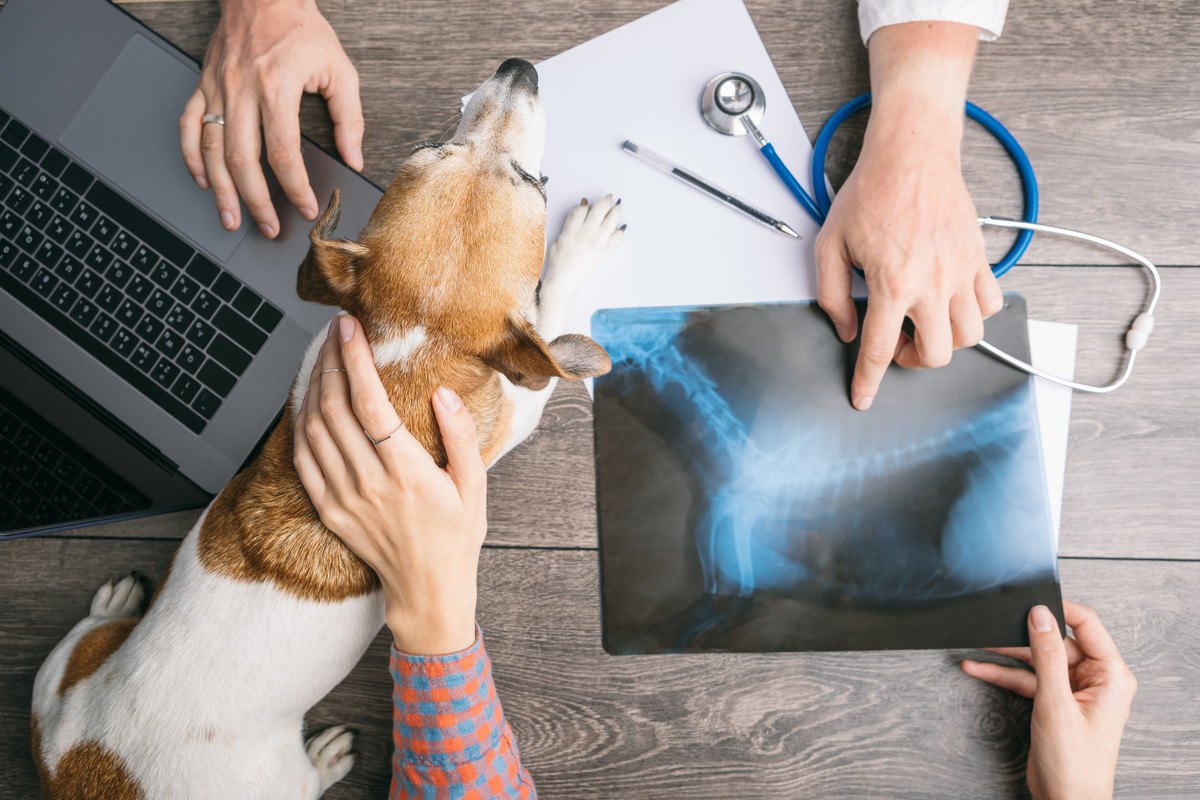 犬が『腸閉塞』になったときの危険症状５つ！知っておくべき原因と予防法