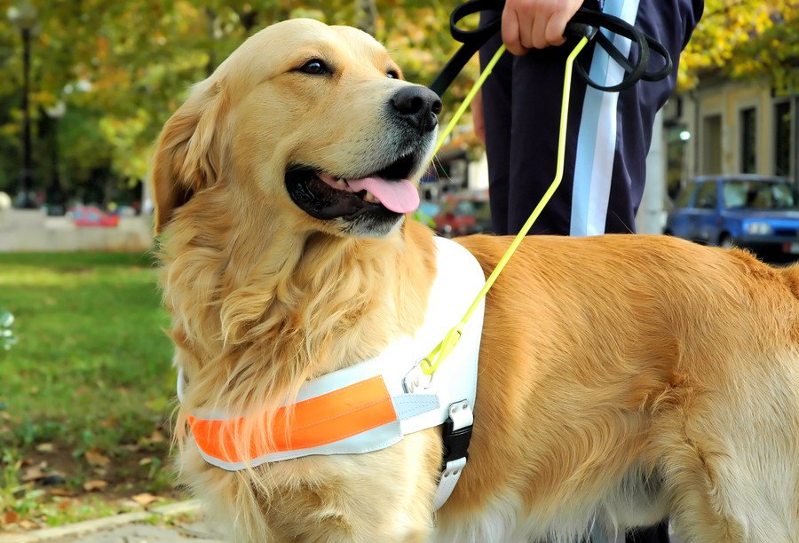 パンデミック下で米国の盲導犬育成団体が子犬達のために工夫していること