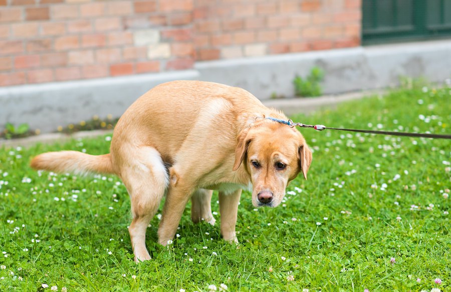 犬の消化器疾患と腸内細菌の関係についての新しい研究結果