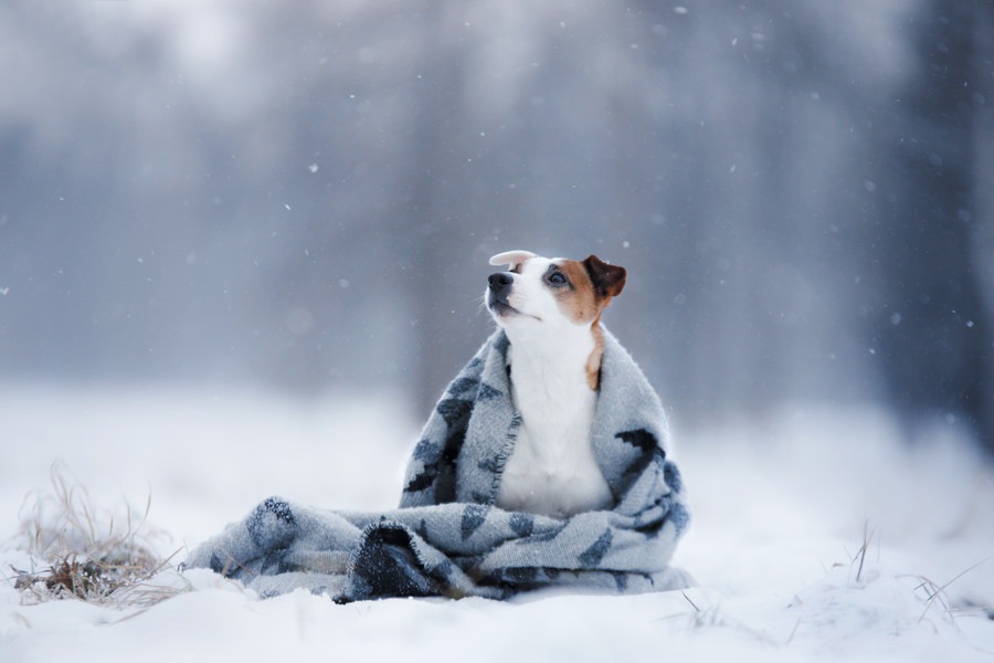 冬に注意したい犬の健康管理と家庭でできる対策