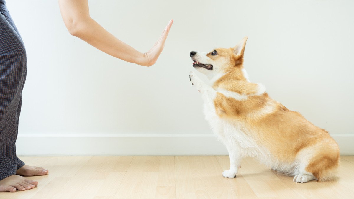 犬の噛み癖を直す時にしてはいけない『絶対NGなしつけ』3選