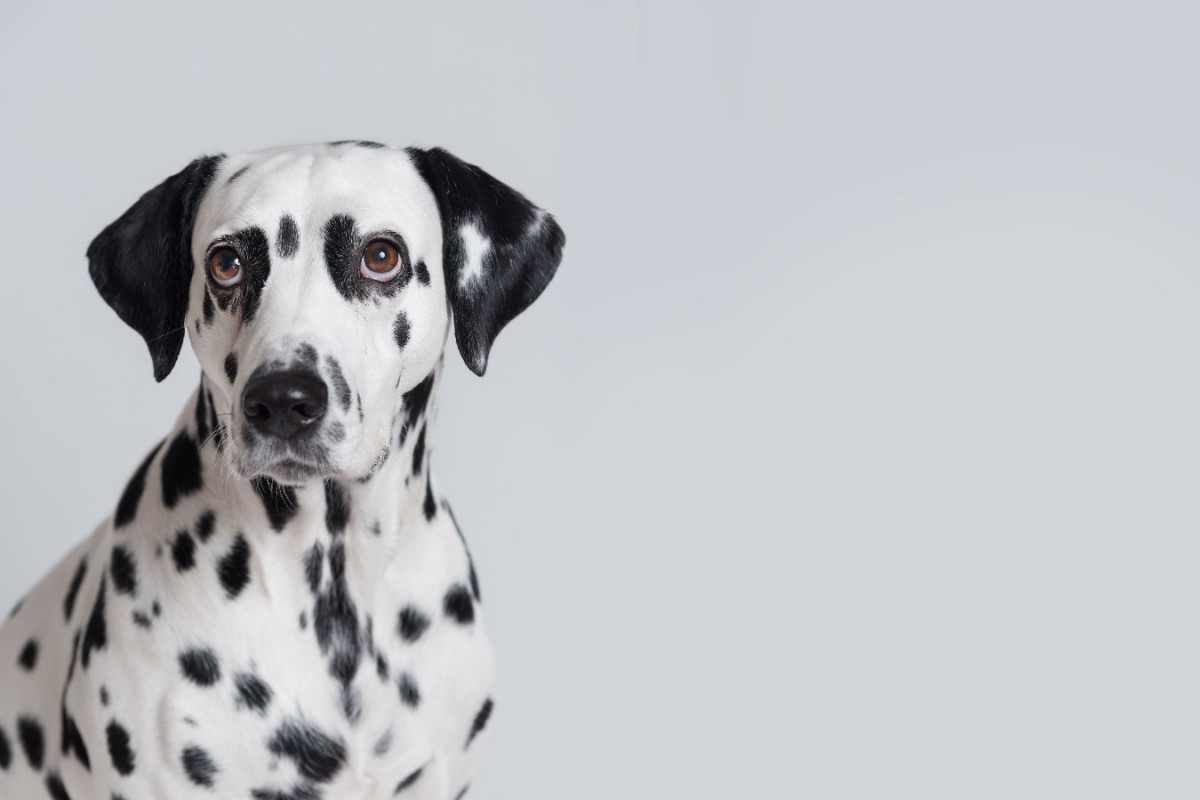 犬が鼻を鳴らす理由とは？4つの心理と注意すべき症状