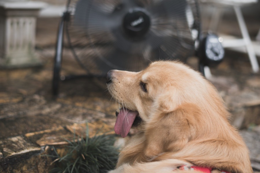 犬に扇風機は意味がない？暑さ対策に使える方法、効果無しと言われる理由を解説