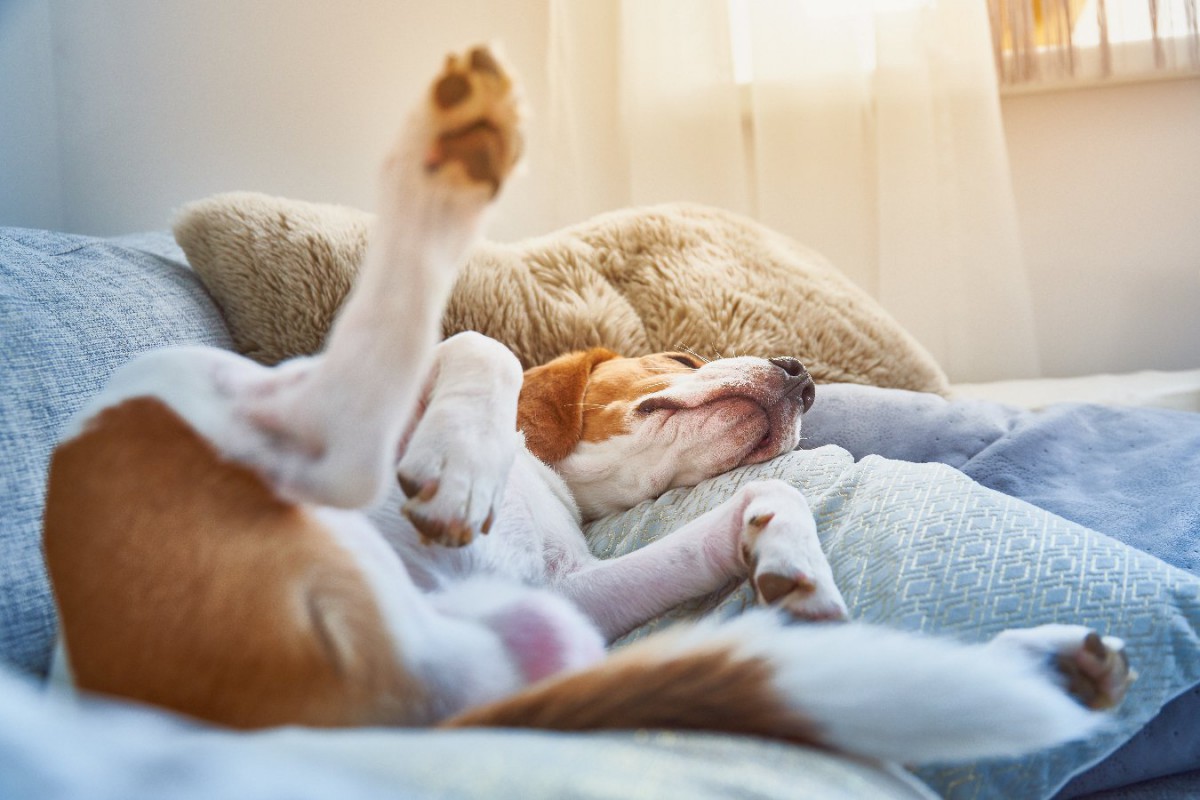 犬は寝てる時、どんな夢を見てるの？睡眠中にしがちな行動まで紹介