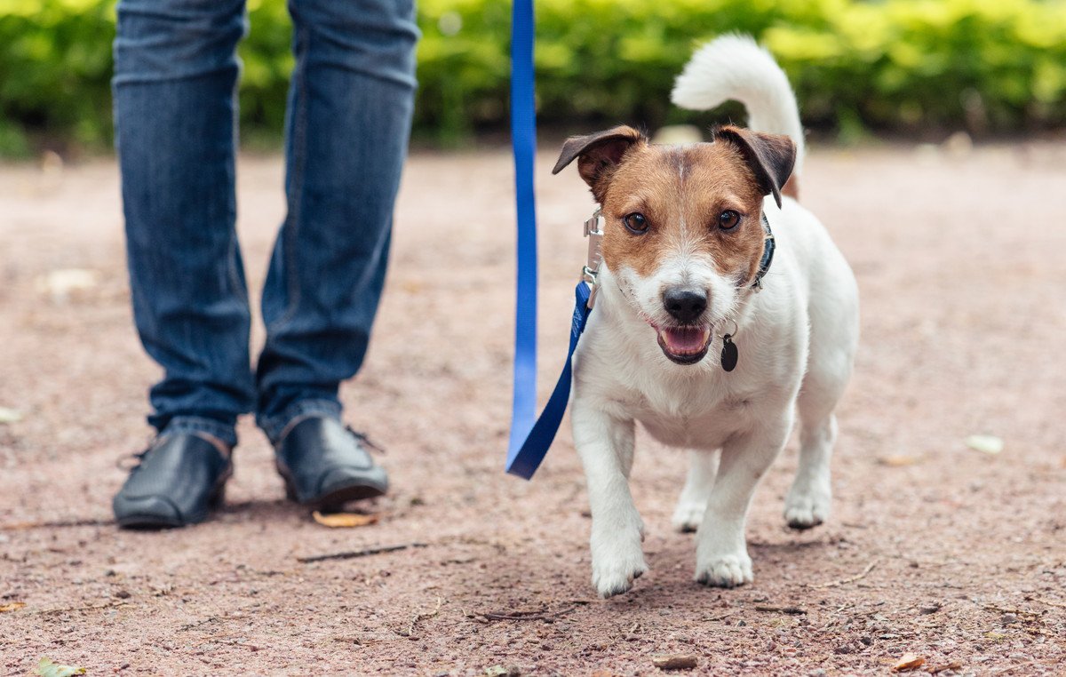 犬のココロをリフレッシュさせる『4つの方法』 気分転換になる室内遊びや散歩方法とは？
