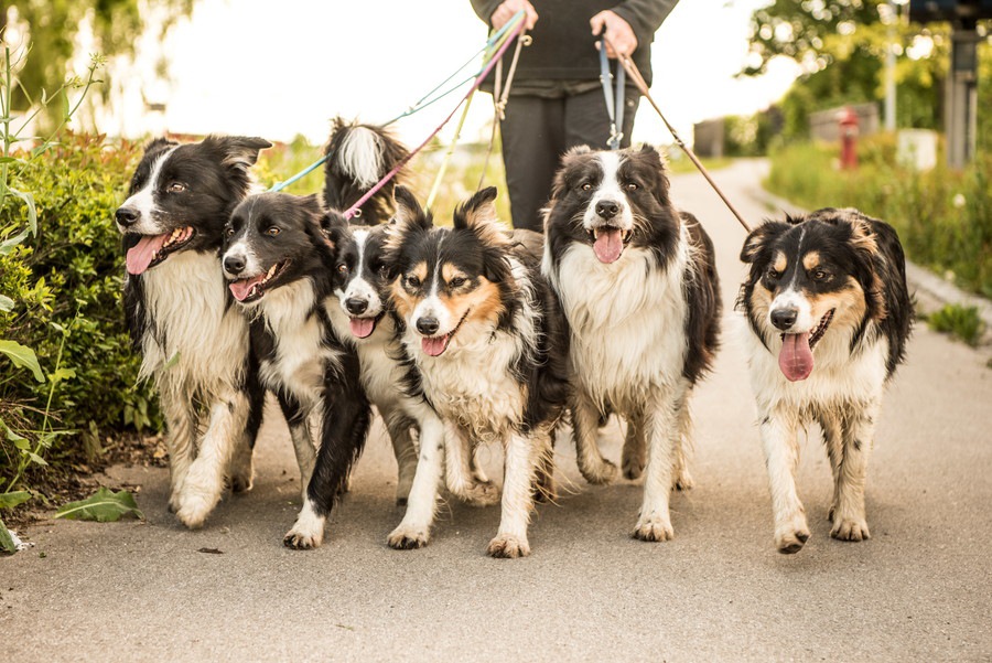 犬の多頭飼いにおける散歩のポイント４つ