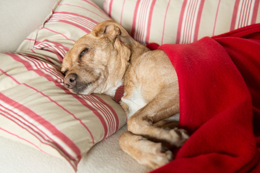 犬の急性胃炎～原因から症状、治療法や予防法まで～
