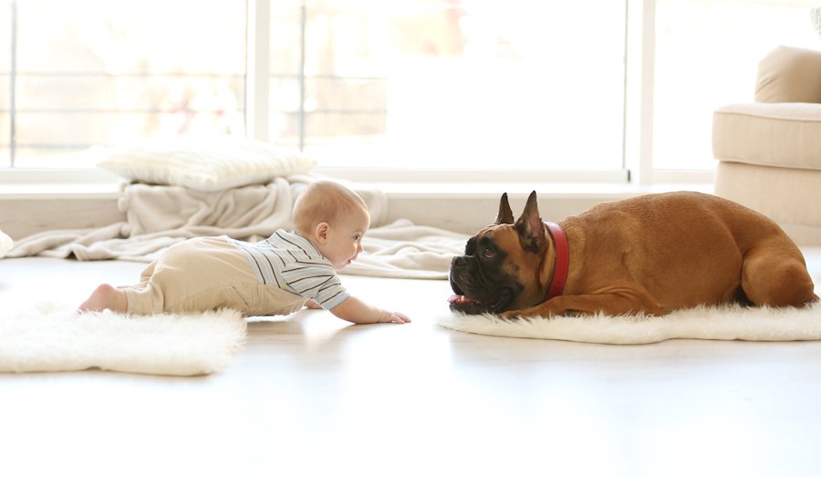 頼もしい相棒！犬が人の赤ちゃんを守ろうとする心理６つ