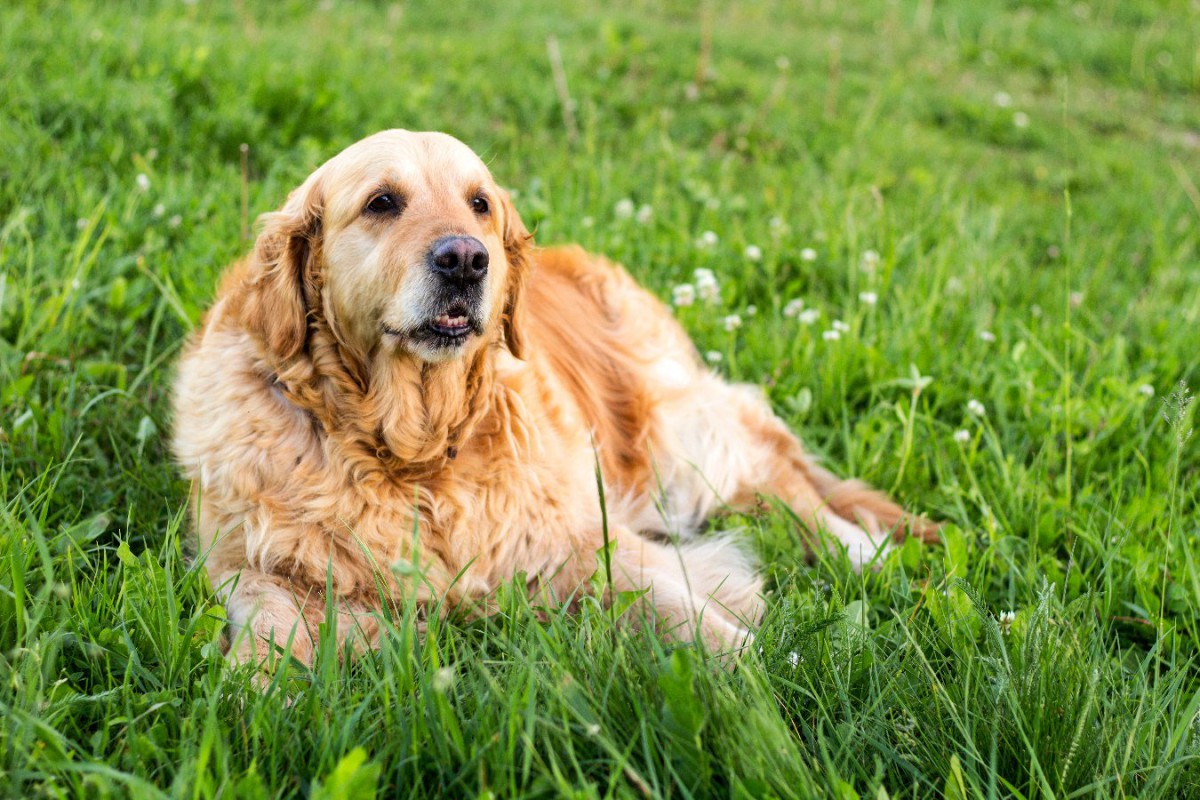 米国バイオ企業が犬の老化に関連するDNAメチル化研究をスタート