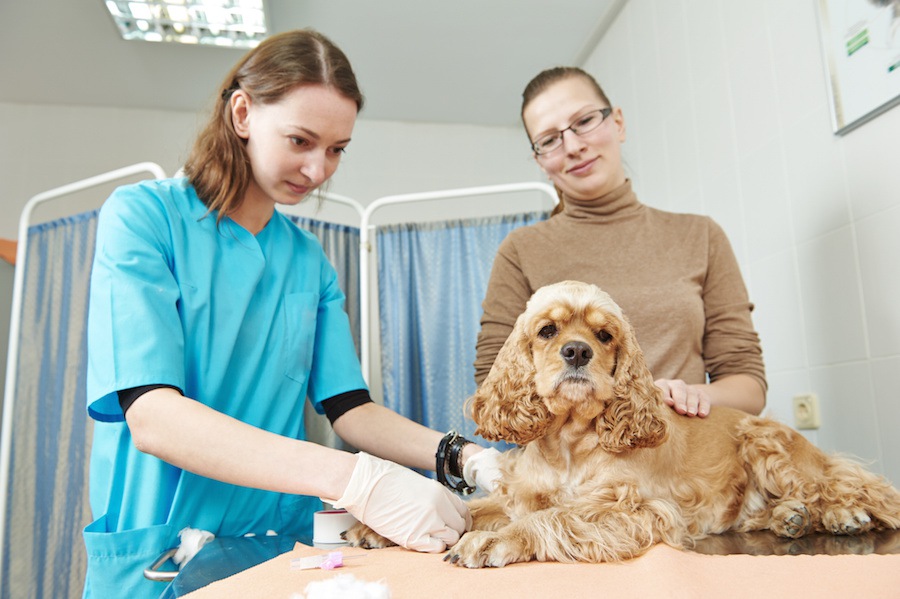 新しい幹細胞治療が犬の関節炎の治療に効果を発揮【研究結果】