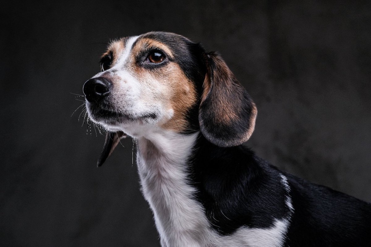 アメリカのペットグッズの会社が従業員のためにコロナ探知犬を雇用！