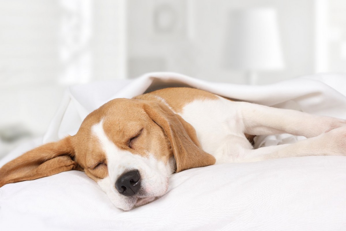 犬が寝ている時に健康状態を見極める『４つのコツ』 していたら危険な症状は？