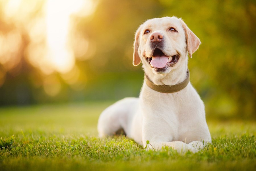 犬にとっての『幸せなこと』５選！あなたは愛犬の気持ちに沿った行動ができていますか？
