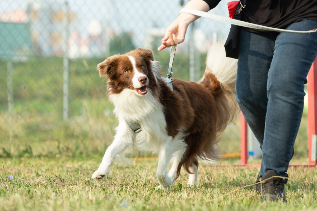 英国での調査〜犬の咬傷事故防止する飼い主の責任とは？