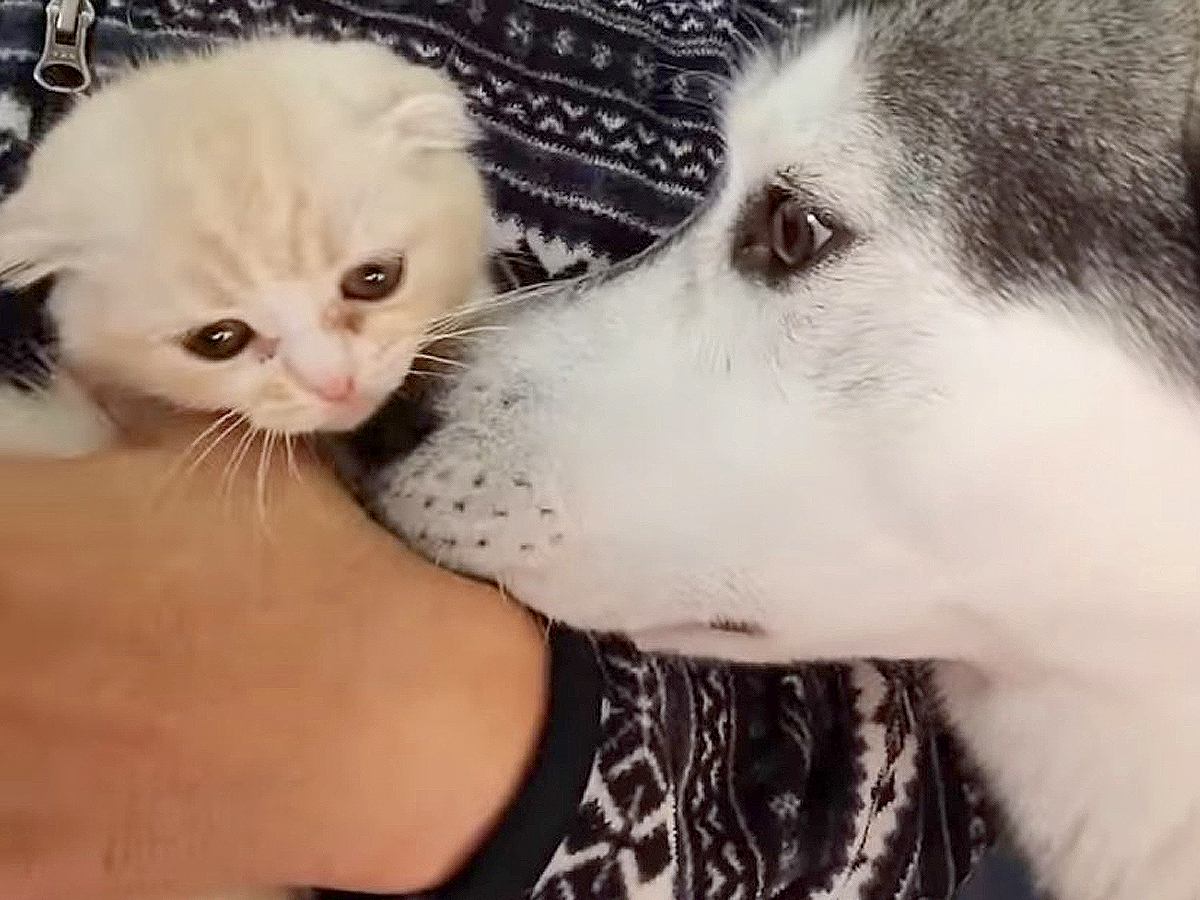 ハスキー犬が初めて『子猫を見た』時の反応…140万再生された光景に「優しさで溢れる世界で感動」「赤ちゃん可愛すぎる」と大絶賛