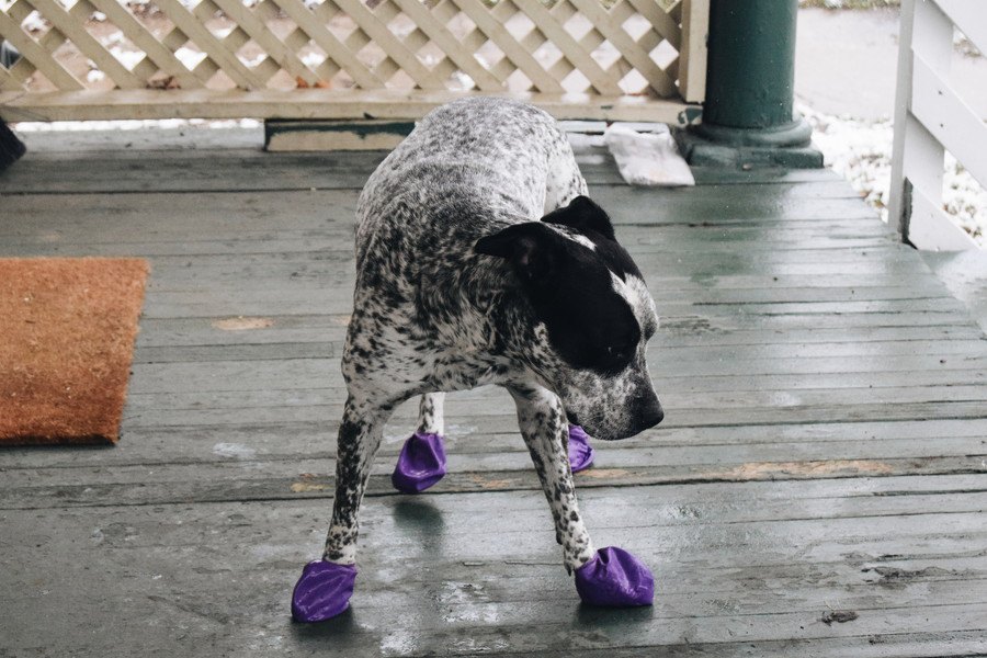 犬に靴を履かせた時に変な行動をする理由４選