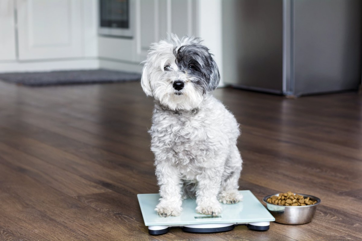犬の肥満に高タンパク高繊維質の食事療法が効果を出したという研究結果