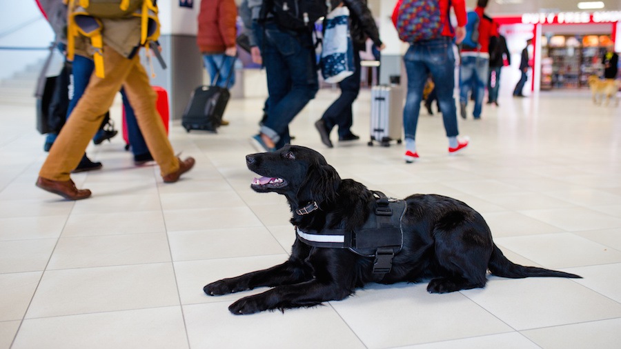 空港で働いている犬４選！どんな訓練を受けているの？