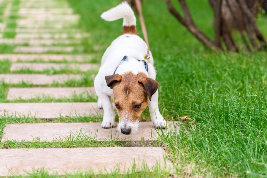 犬の『歩き方』でわかる心理３選！いつもと違う時は病気の可能性も…？