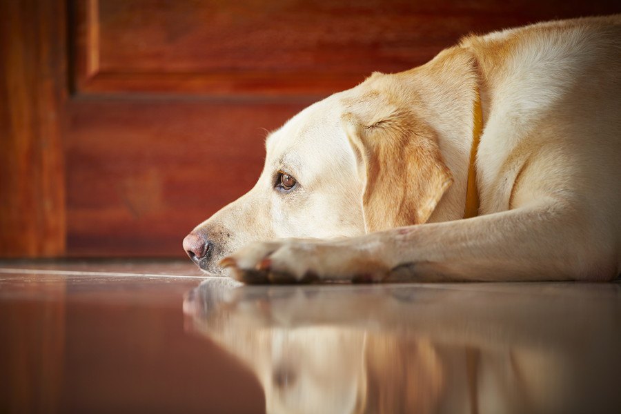 犬用フェロモン製品が分離不安に効果を発揮するかどうかの研究結果