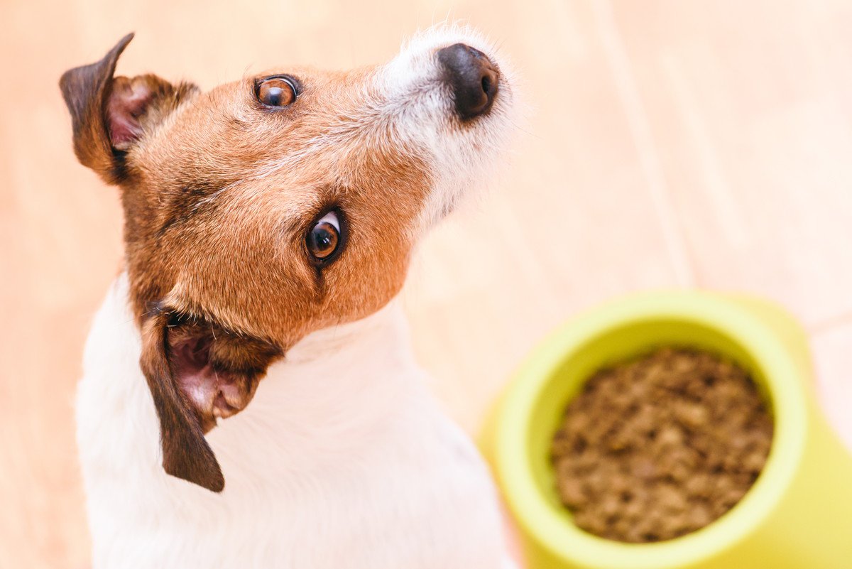 犬の食いつきをよくする『ご飯のトッピング』おすすめ５選