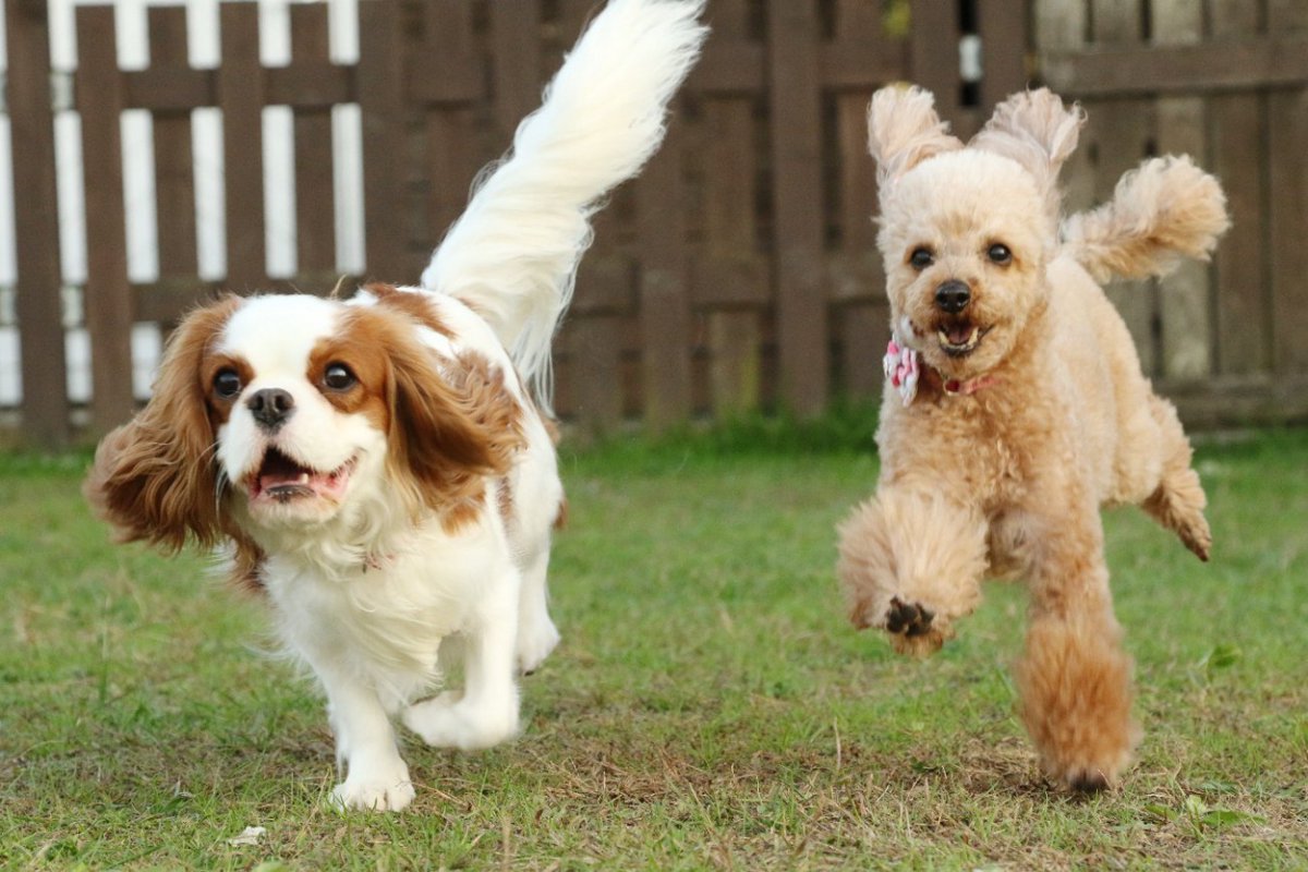犬が『狂ったように走る』5つの理由とは？危険な症状もあるって本当？