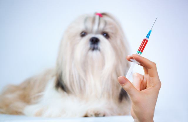 犬の抗がん剤について　その副作用や費用まで