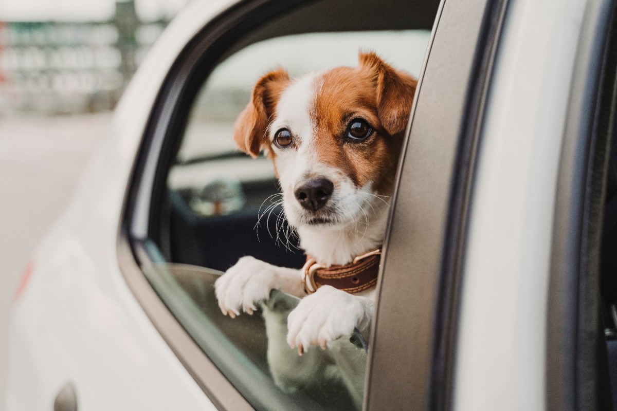 犬は『ドライブ好き』は本当？配慮すべき２つの事項とNG行為までを解説