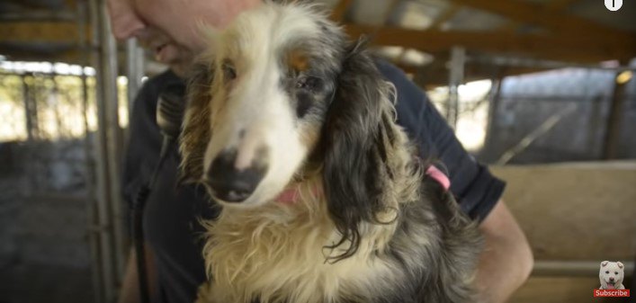 子犬工場から救出された盲目の犬が、周囲の人々をハッピーにする！