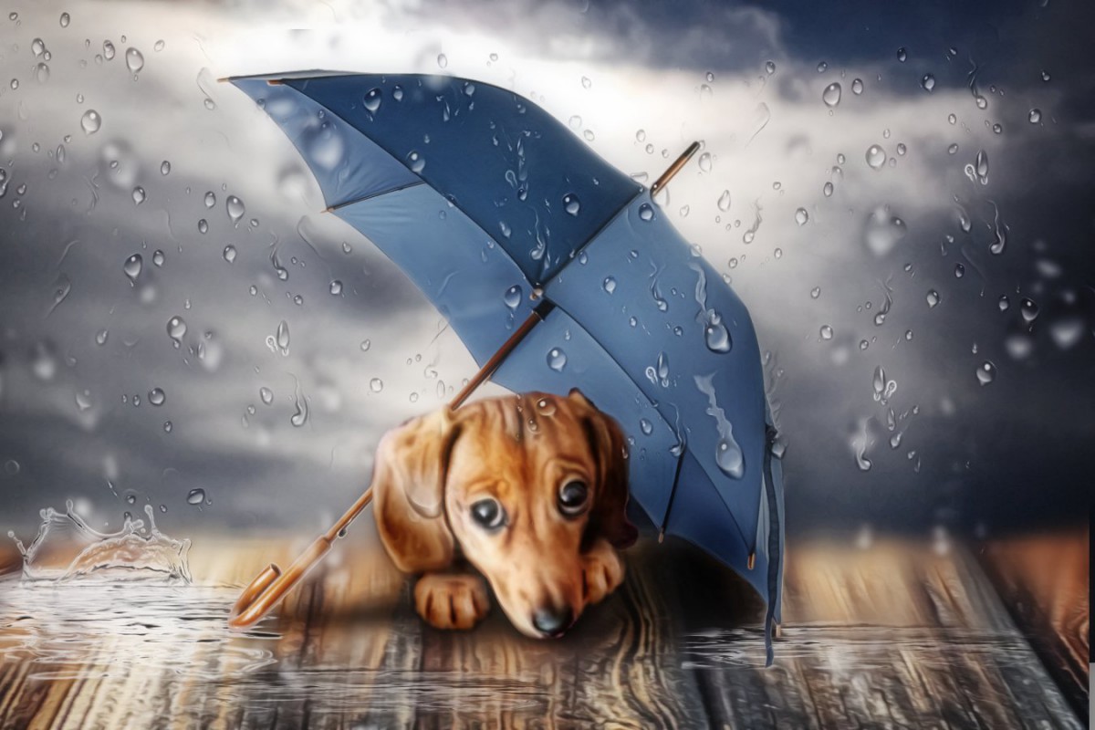 台風の日でも犬の散歩は必要？いつもと違う状況の注意点や過ごし方