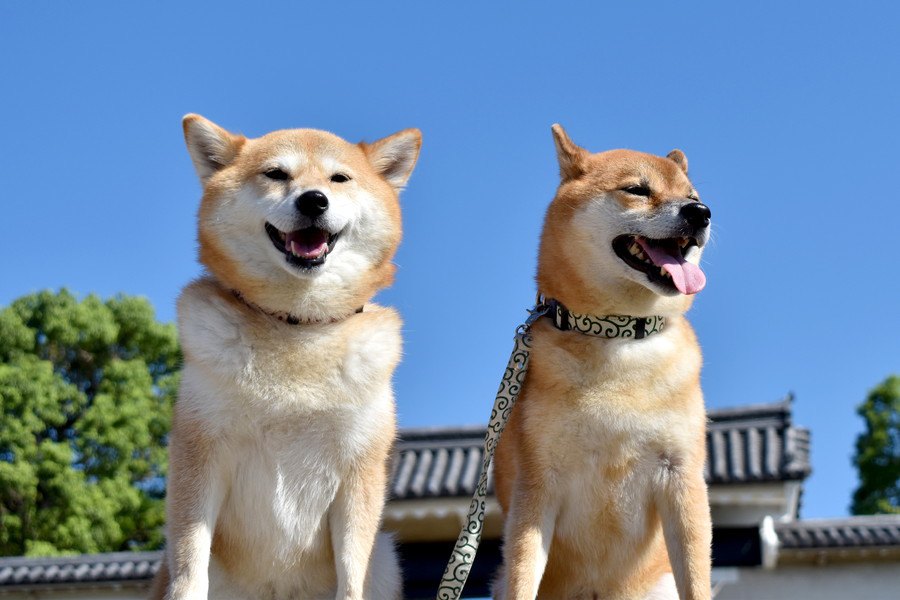 『日本犬あるある』５つ