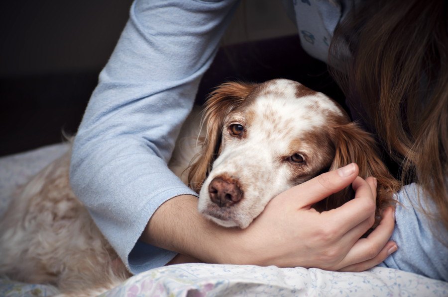 愛犬の介護が飼い主の生活にもたらす影響についてのリサーチ