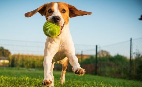 運動不足はストレスの元！愛犬と楽しく運動できる５つの遊び方