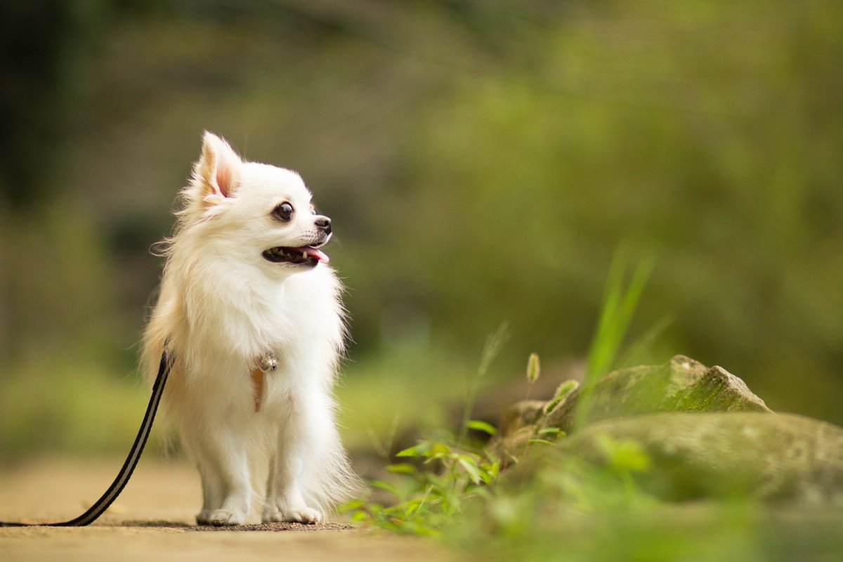 【疑問】小さい犬なら散歩に行かずに家の遊びだけで大丈夫なの？