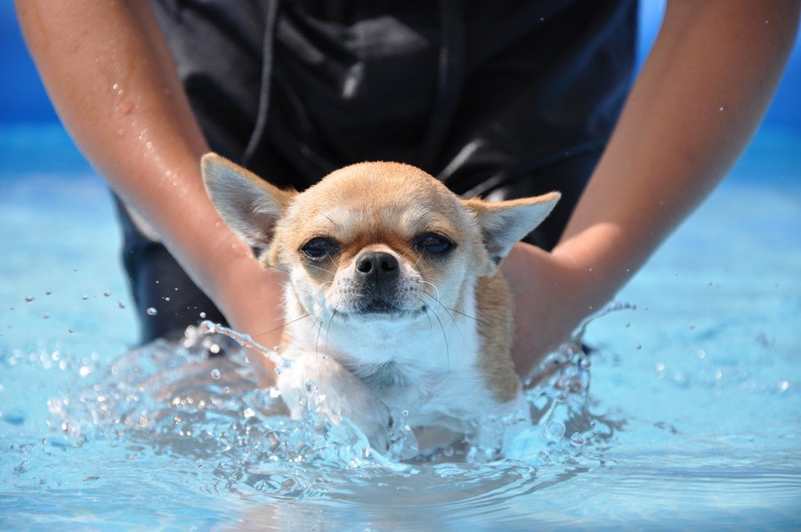 犬に泳ぎ方を教えるコツとポイント
