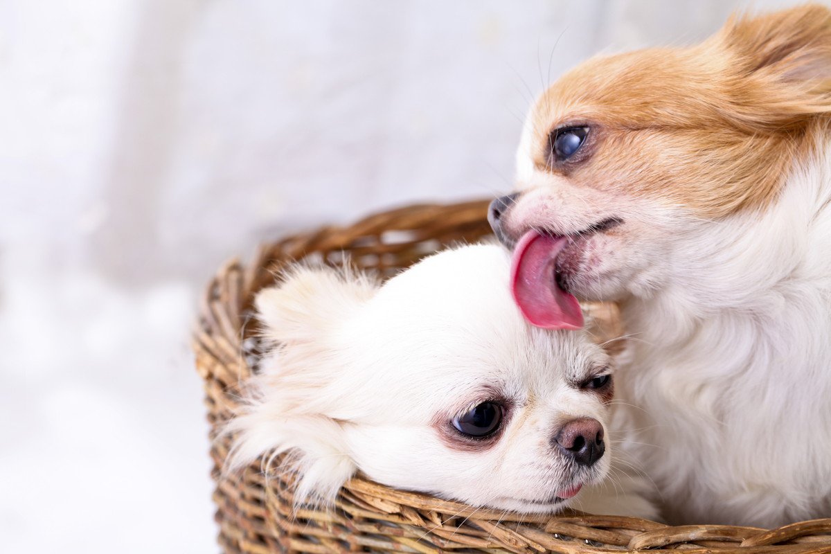 犬同士が体を舐め合う心理5選！実は大事なコミュニケーションだった！